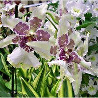 Орхидеи. :: Валерия Комова