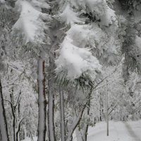 Зима в парках. :: Вячеслав Медведев