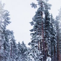 в лесу :: Людмила Сафина