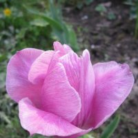 Розовый тюльпан :: Дмитрий Никитин