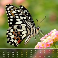 Макет для календаря 2017 "Порхающие цветы" :: NeRomantic Выползова