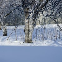 Зимний сад :: Леонид Железнов