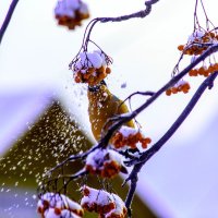 зимняя картинка :: petyxov петухов