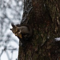 Скромная белочка. :: Владимир Безбородов