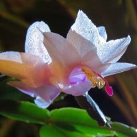 декабрист цветет в декабре :: leoligra 