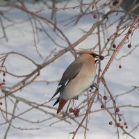 свиристель :: Анна 