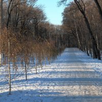 Ноябрьским утром в Тульском парке. :: Инна Щелокова