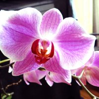 Орхидея. :: Алексей Цветков