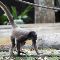 Паукообразная обезьяна :: Мария Самохина