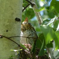 птенец дрозда рябинника - откормили :) :: Юлия Богданова