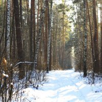 зимний лес :: Леонид 