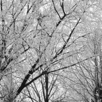 Зимние деревья :: Татьяна 