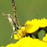 Портрет бабочки :: Сергей Владимирович Егоров