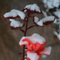 Зима :: Нелли Солодовникова 