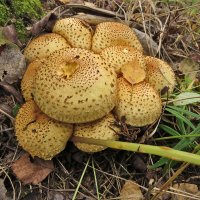 Чешуйчатка обыкновенная (Pholiota squarrosa) :: Людмила Василькова