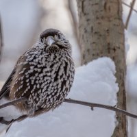 Пеструшка :: Анатолий 