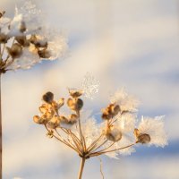 Снежные цветы в закате :: Елена Вторушина