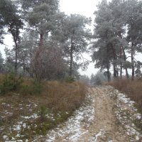1 января 2017 года в лесу :: Ирина Диденко