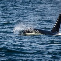 Косатка (Killer whale) :: Alena Nuke