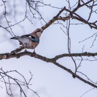 "Господин фотограф, Вы меня напугали! нельзя так неслышно подкрадываться к даме!" :: Владимир Безбородов