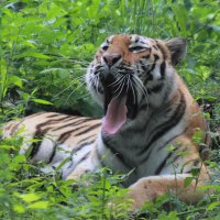 Уссурийский тигр :: Андрей Щинов