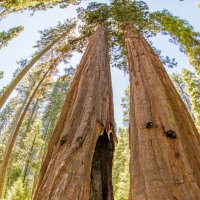 Big Trees of California. :: Leonid 
