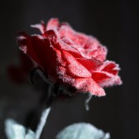 Прекрасная снежная роза :: Татьяна Колганова