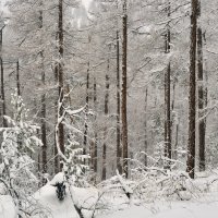 Кучерявая Зима. :: Сергей Адигамов