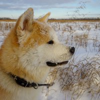 Зимний портрет японкой собаки в российских степях :: Сергей 