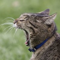 Зевающий котик. :: Svetlana 
