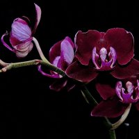 Бархатные орхидеи :: Kapris VS