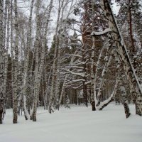 В лесу. :: Мила Бовкун