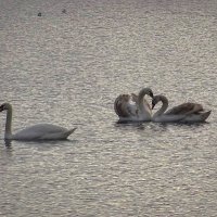 Лебеди в лучах утреннего январского солнца :: Маргарита Батырева