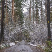 Зимний лес :: Михаил Фролов