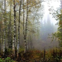 Осенний лес :: Сергей Чиняев 