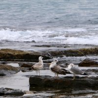 чайки на берегу моря :: vasya-starik Старик