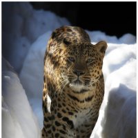 Леопард. :: Саша 