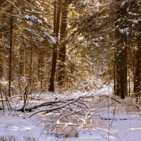 зимний лес :: оксана 