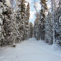 таёжными тропами... :: Сергей 