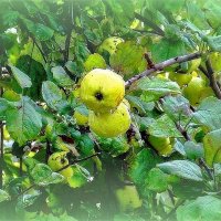 Сон о яблоках  и дожде :: Фотогруппа Весна