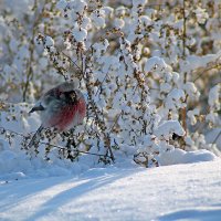 Урагус или длиннохвостый снегирь :: Екатерина Торганская