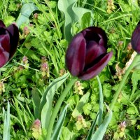 Три фиолетовых тюльпана :: Михаил 