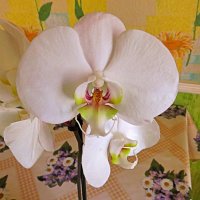 Орхидея :: Валерий Дворников