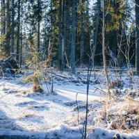 Зимний лес :: Алёнка Шапран
