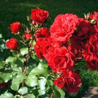 «Осенние розы – прелестные, грустные розы …» :: Елена Павлова (Смолова)