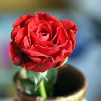 цветочные истории-роза :: Олег Лукьянов