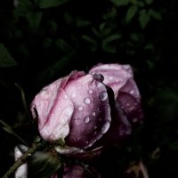 Розовая роза :: Tanja Gerster