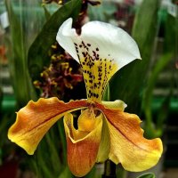 орхидея-башмачок :: Александр Корчемный