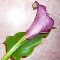Цветок каллы и лист" :: Оксана Волченкова