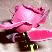 "Цветок розы" :: Оксана Волченкова
